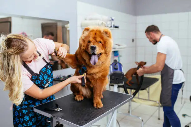 With Clearwater Digital Marketing from NūbizSoho.com pet grooming salons get more clients.